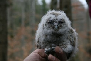 Journée ornithologique