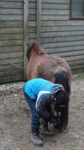 Un élève nettoie la fourchette du cheval avec l'animateur pédagogique.