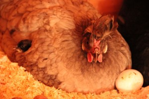 Une de nos poules et son poussin nouveau-né dont la tête noire dépasse de son aile à gauche.